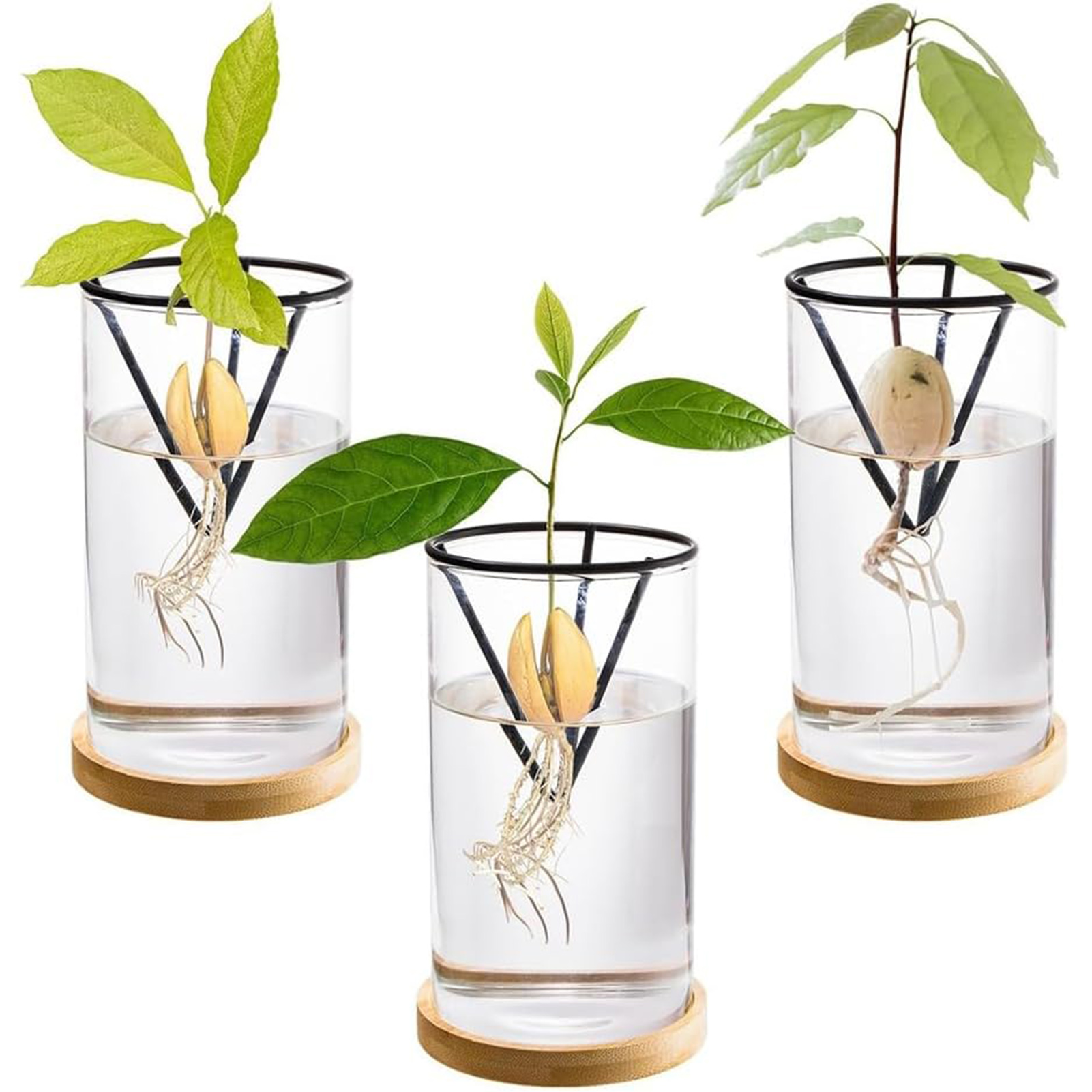 1Set Avocado Tree Growing Kits - Crystal Growing Kit incelemesi ve fiyatı