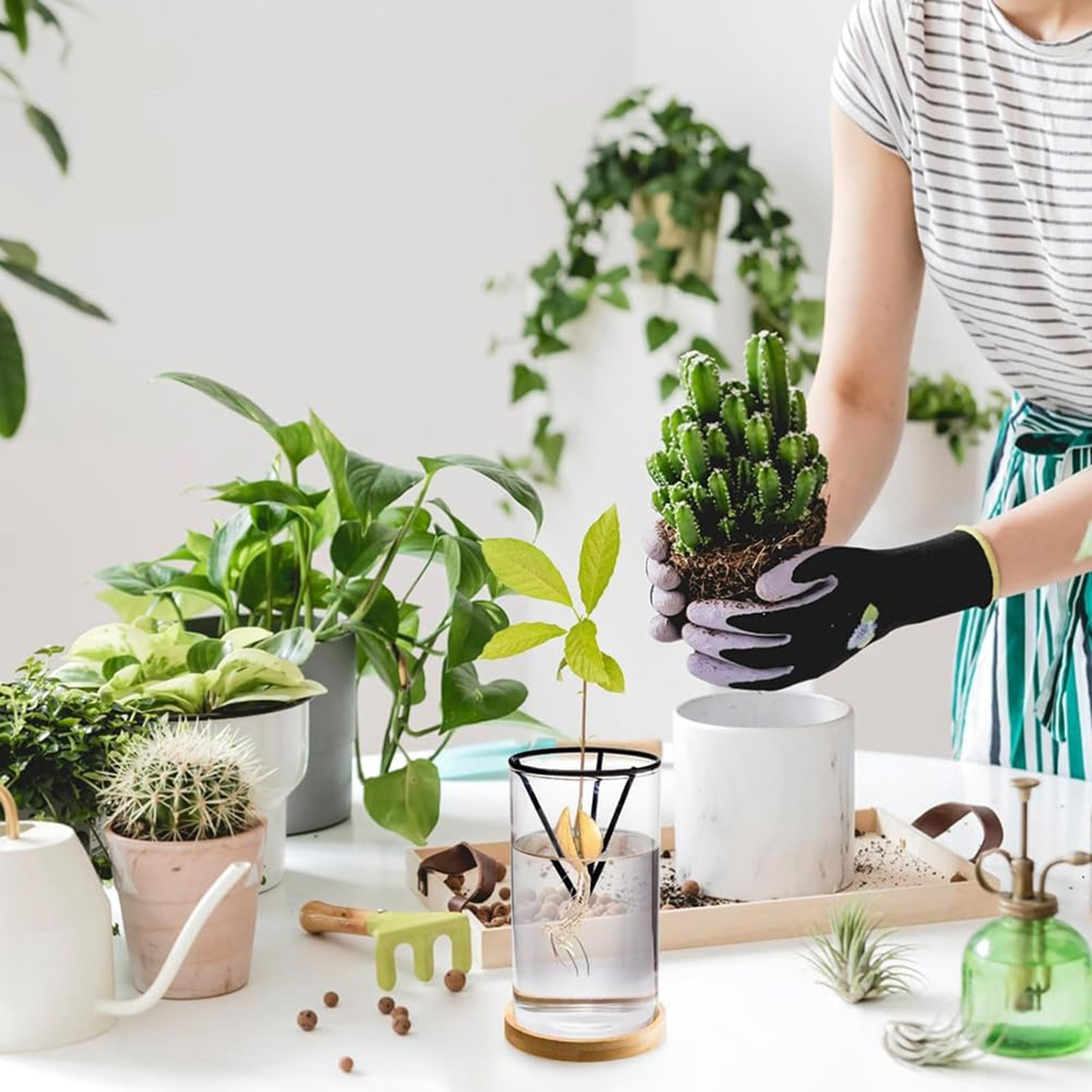 1Set Avocado Tree Growing Kits - Crystal Growing Kit incelemesi ve fiyatı