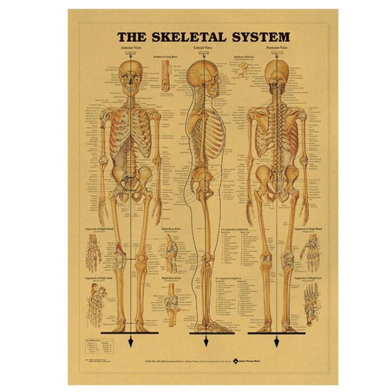 Vintage The Skeletal System Me - Star Map Poster incelemesi ve fiyatı