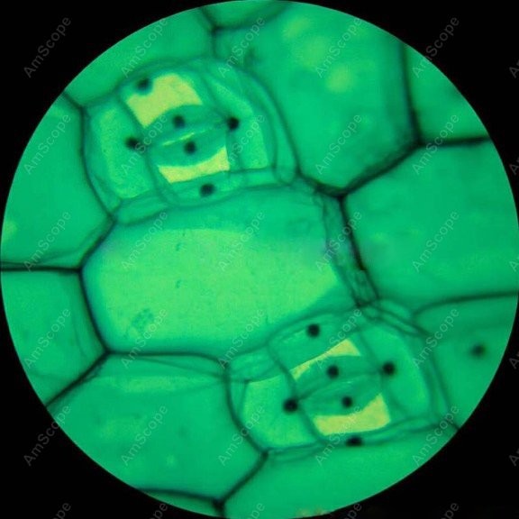 AmScope M148 Series Biological - Microscope Compound 40X incelemesi ve fiyatı