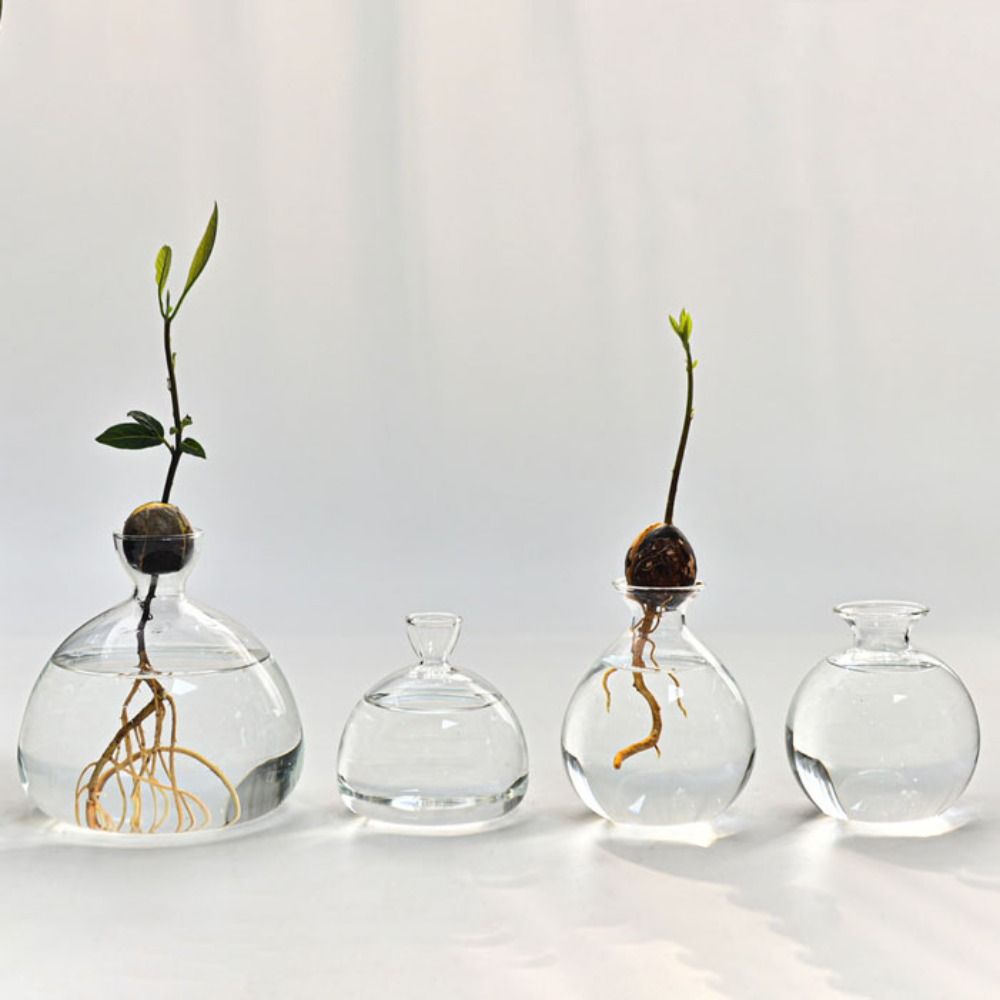 Transparent Avocado Hydroponic - Crystal Growing Kit incelemesi ve fiyatı
