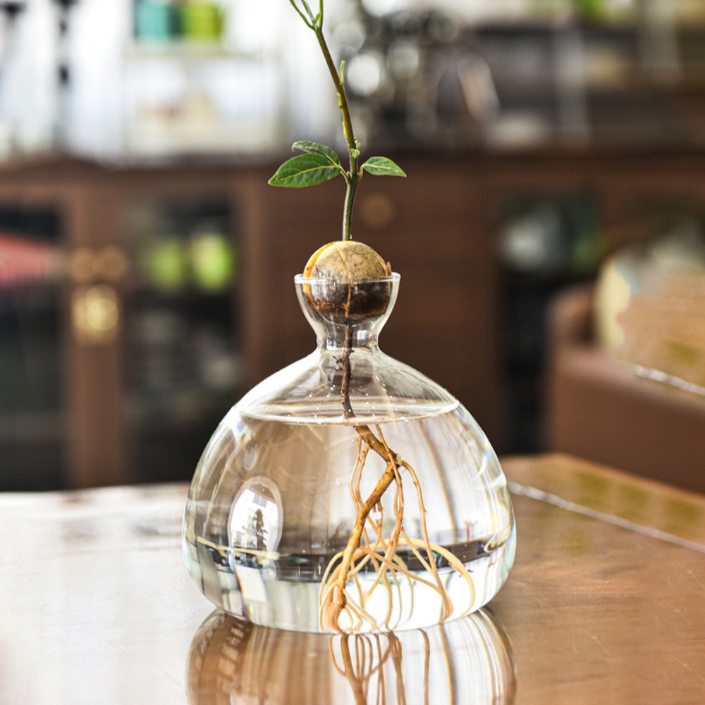 Transparent Avocado Hydroponic - Crystal Growing Kit incelemesi ve fiyatı