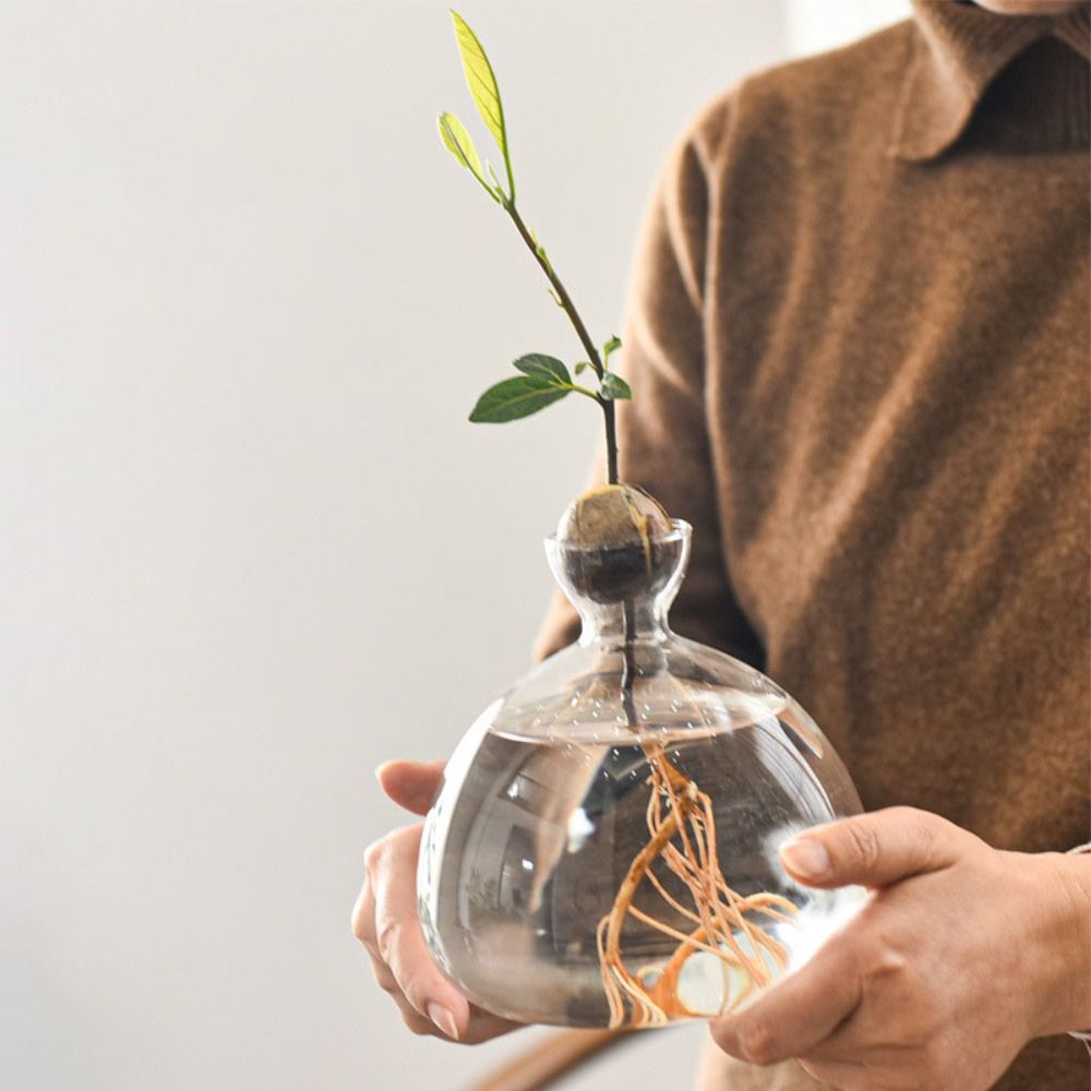 Transparent Avocado Hydroponic - Crystal Growing Kit incelemesi ve fiyatı