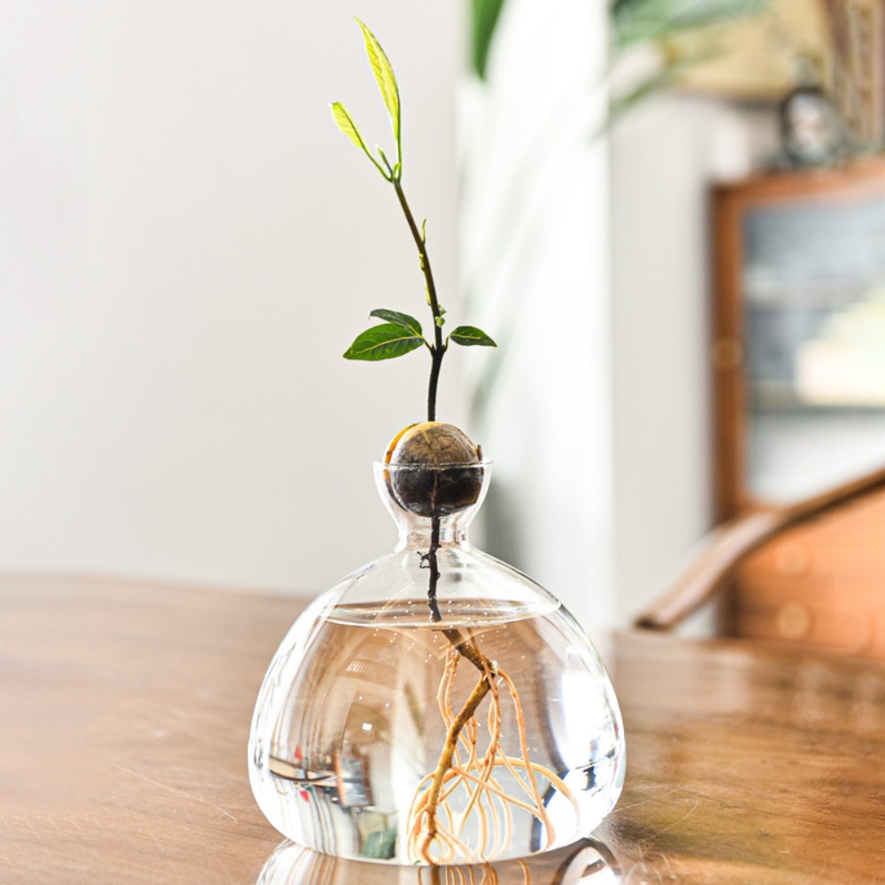 Transparent Avocado Hydroponic - Crystal Growing Kit incelemesi ve fiyatı